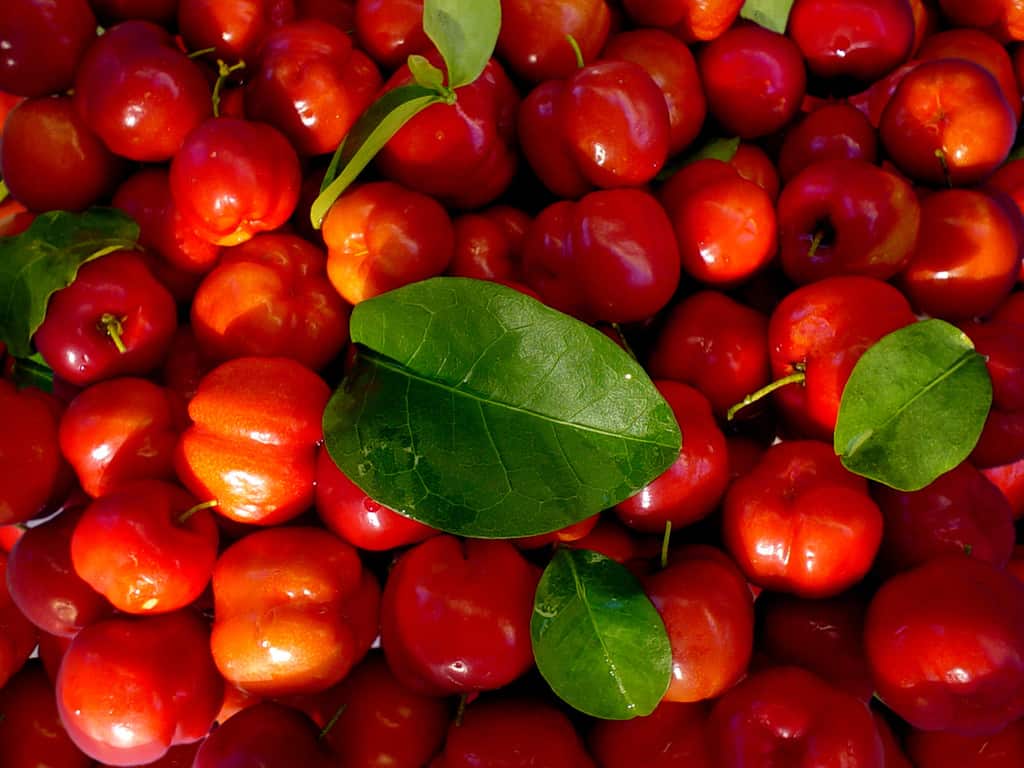 rote, knackige Acerola Krischen