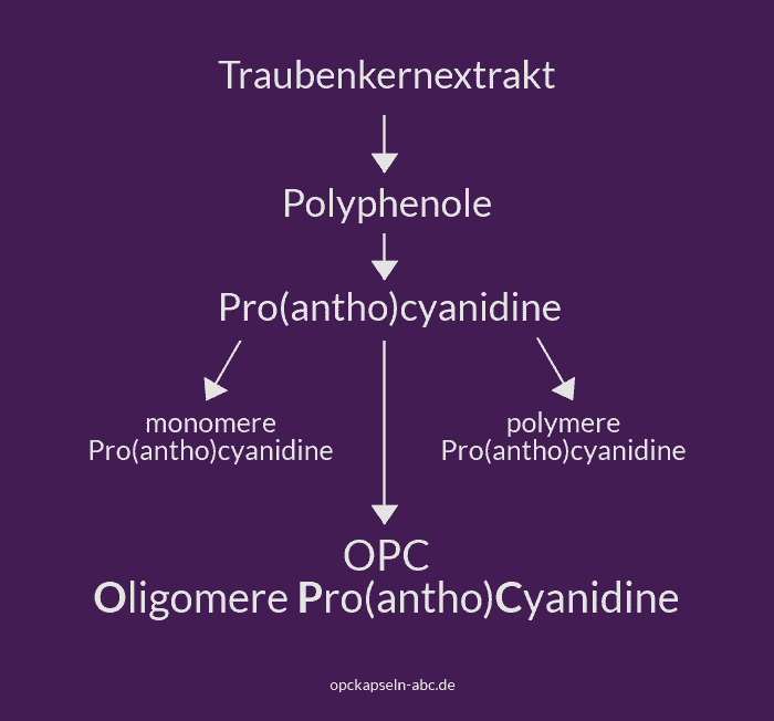 wirkende Inhaltsstoffe im OPC Traubenkernextrakt